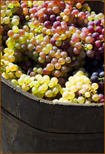 Golden Valley Grape Juice