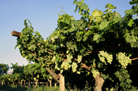 Golden Valley Grape Juice